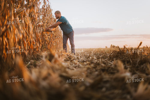 Farmer Checking Corn 9394