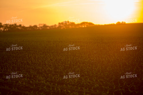 Corn - Early Growth 1121