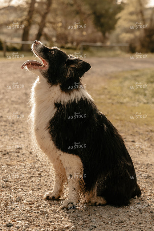 Dog in Farmyard 58213