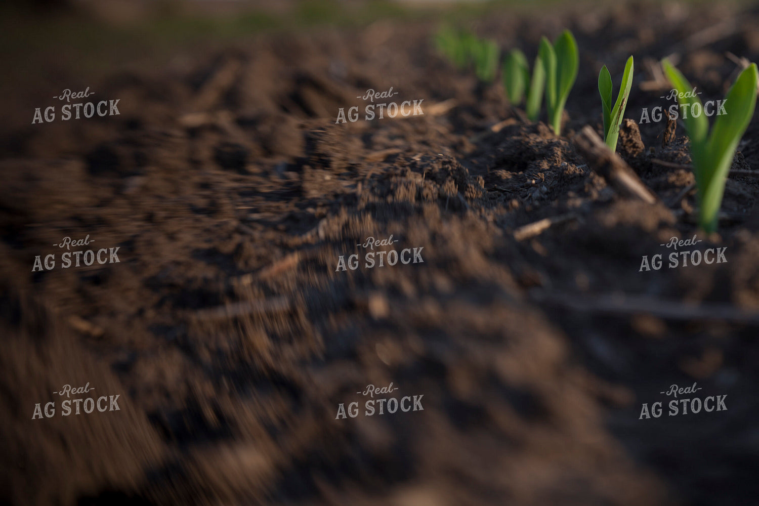Corn - Early Growth 1129