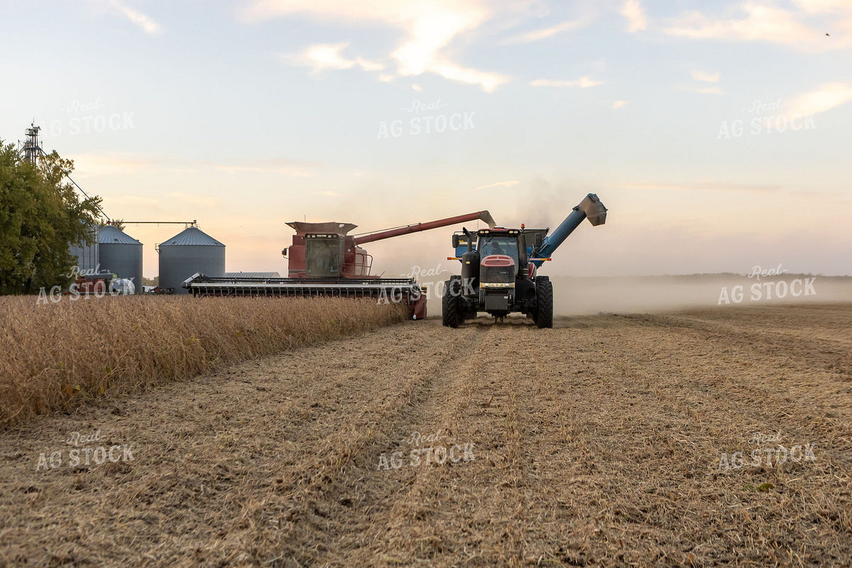 Combine Unloading on the Go During Soybean Harvest at Dusk 408001
