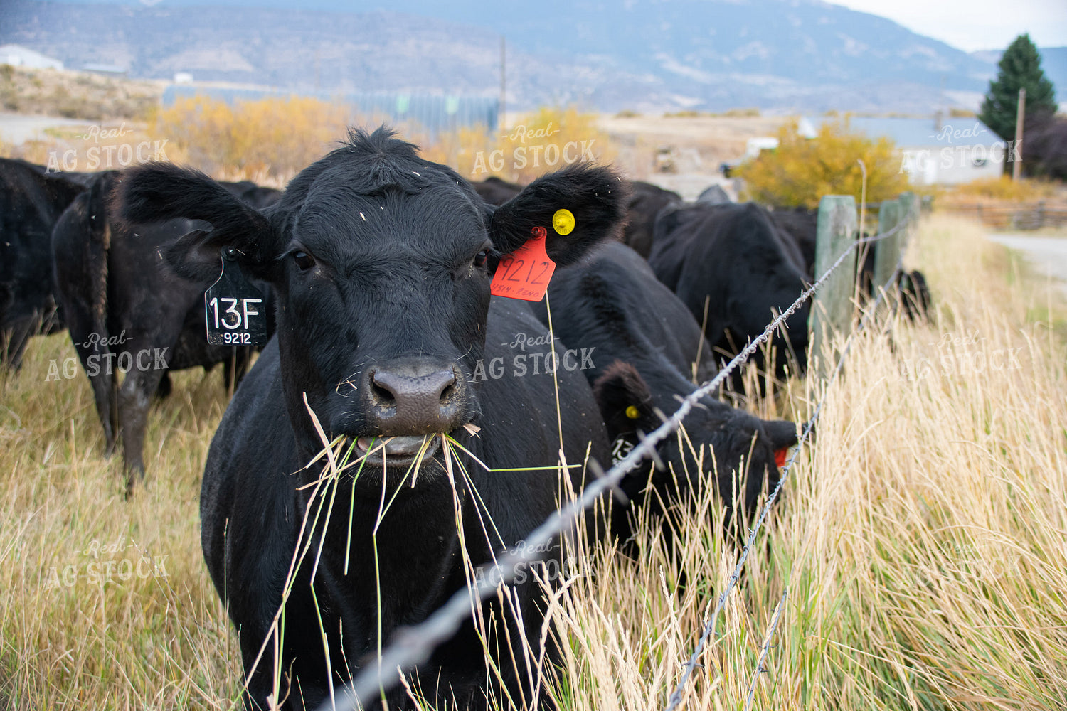 Cattle Eating Pasture Grass 51016