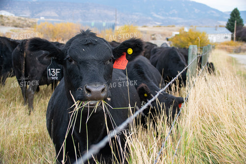 Cattle Eating Pasture Grass 51016