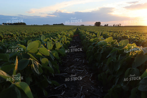 Midseason Soybean Field 257003