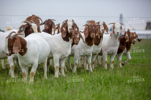 Goats on Farm 90028