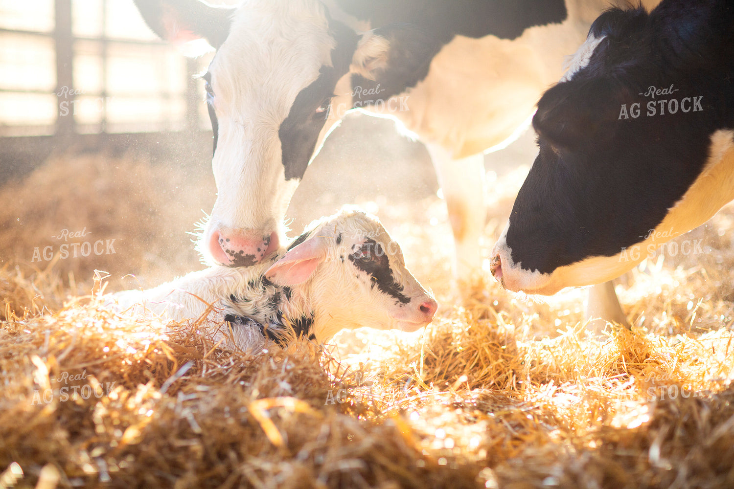 Holstein Cow and Calf 55221