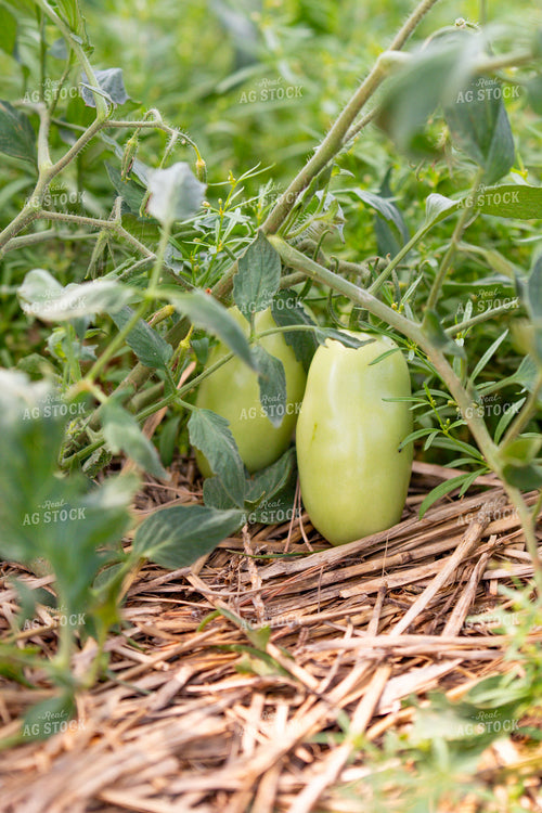 Tomatoes 208083