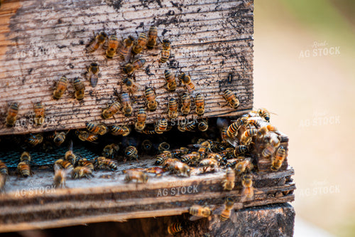 Bees 158014