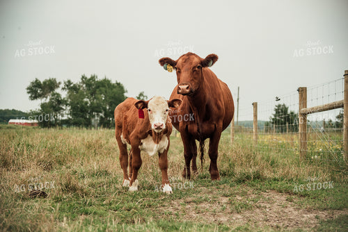 Cow and Calf in Pasture 118021