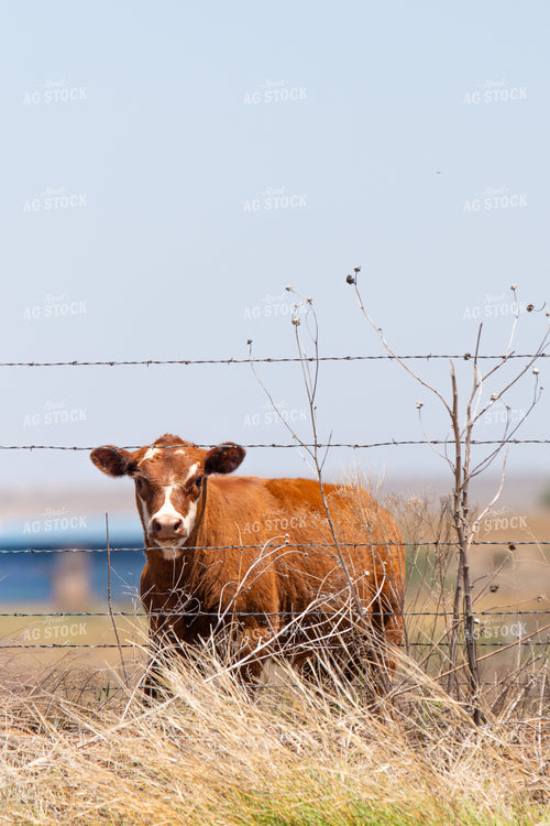 Calf on Pasture 208087