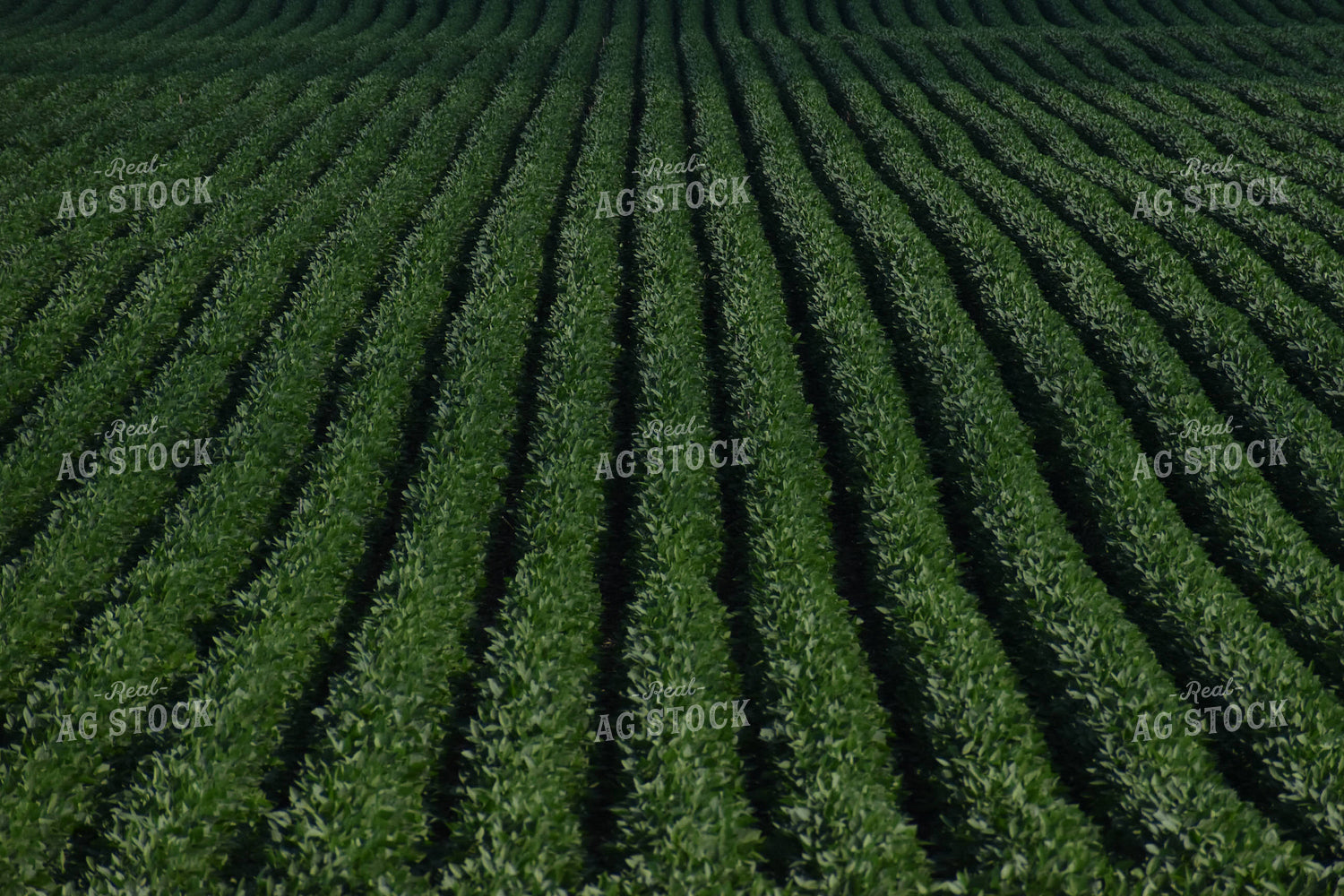 Soybean Field 84112