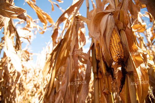 Dried Corn Waiting to be Harvested on a Sunny Day 25890