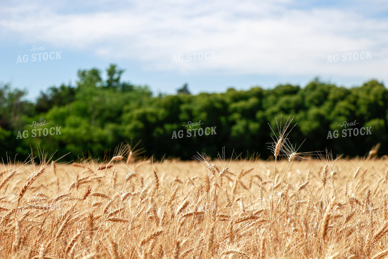 Dried Wheat Field 60013
