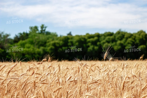 Dried Wheat Field 60013