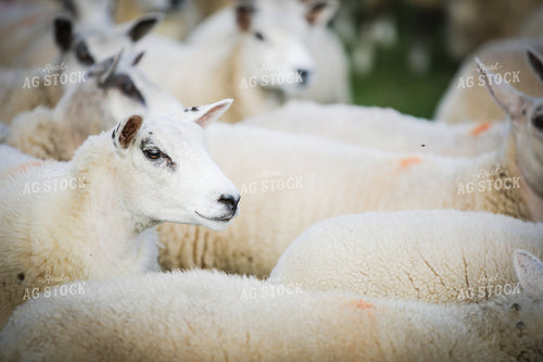 Sheep in Pasture 121009