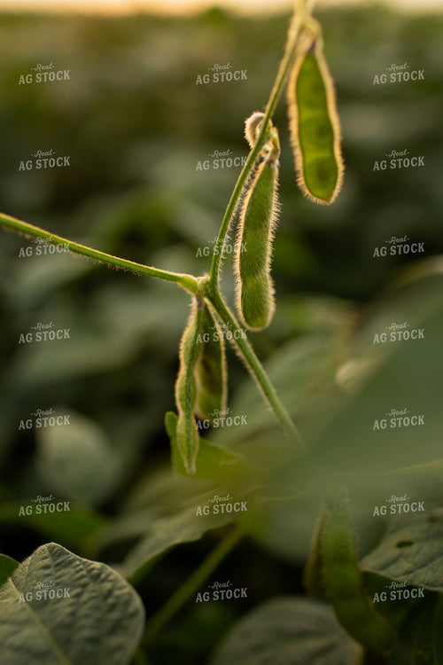 Soybeans - Mid-Season 2353