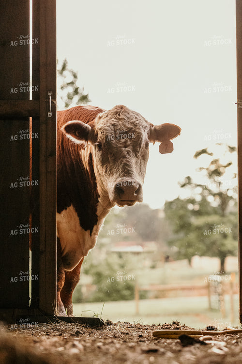 Hereford Bull 52783