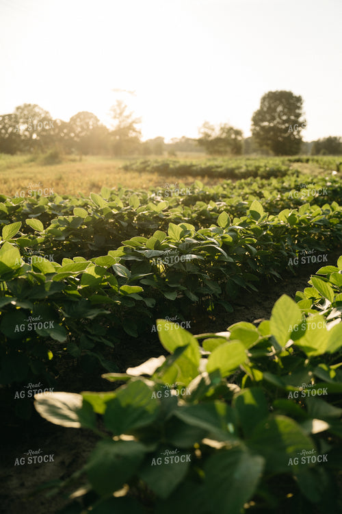 Soybeans 125295