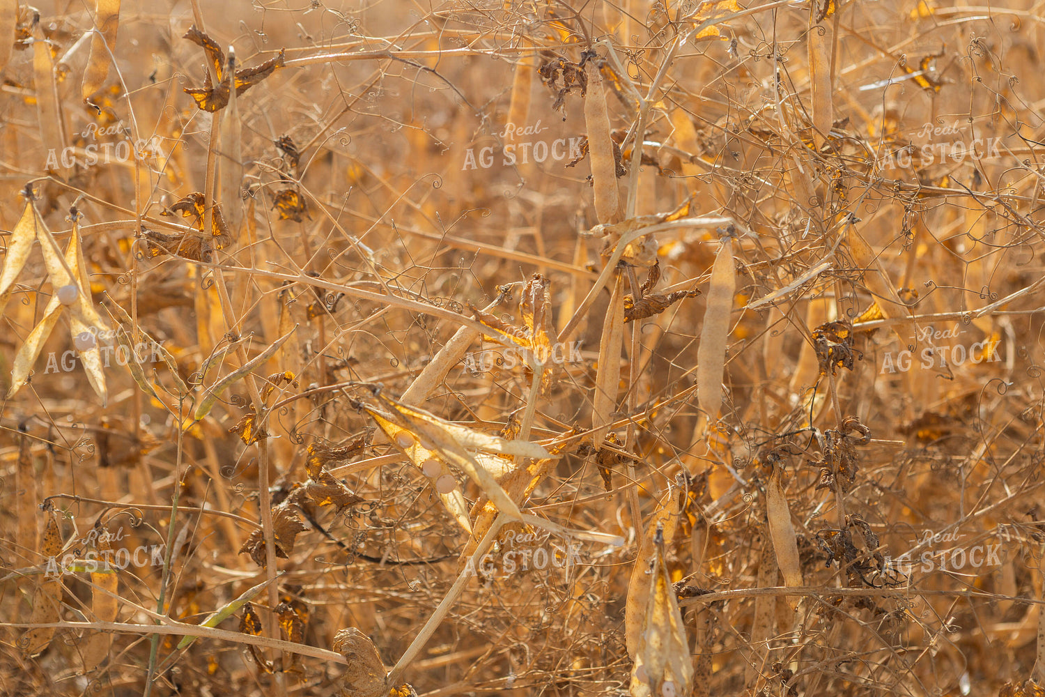 Dried Pea Field 187263