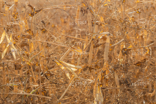 Dried Pea Field 187263