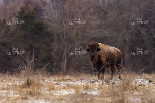 American Bison 162003
