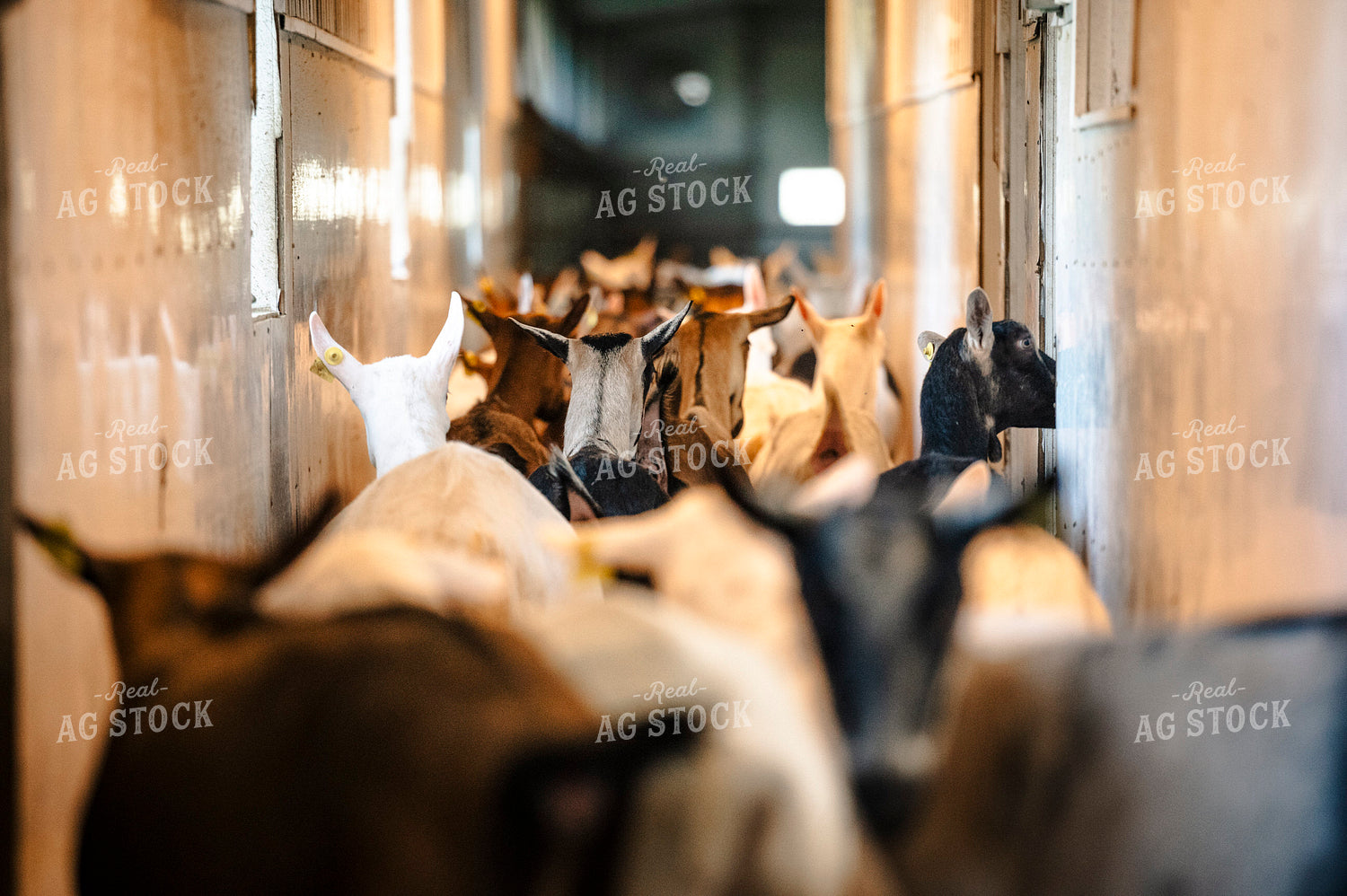 Goats 195009