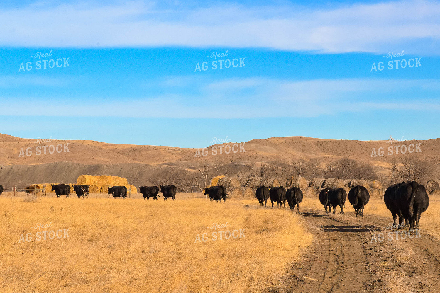 Moving Cattle Herd 299127