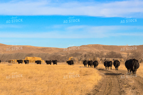 Moving Cattle Herd 299127