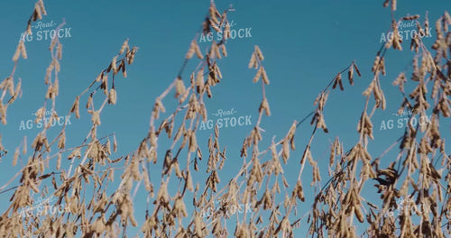 Dried Beans Blowing in Wind against Blue Sky 3948
