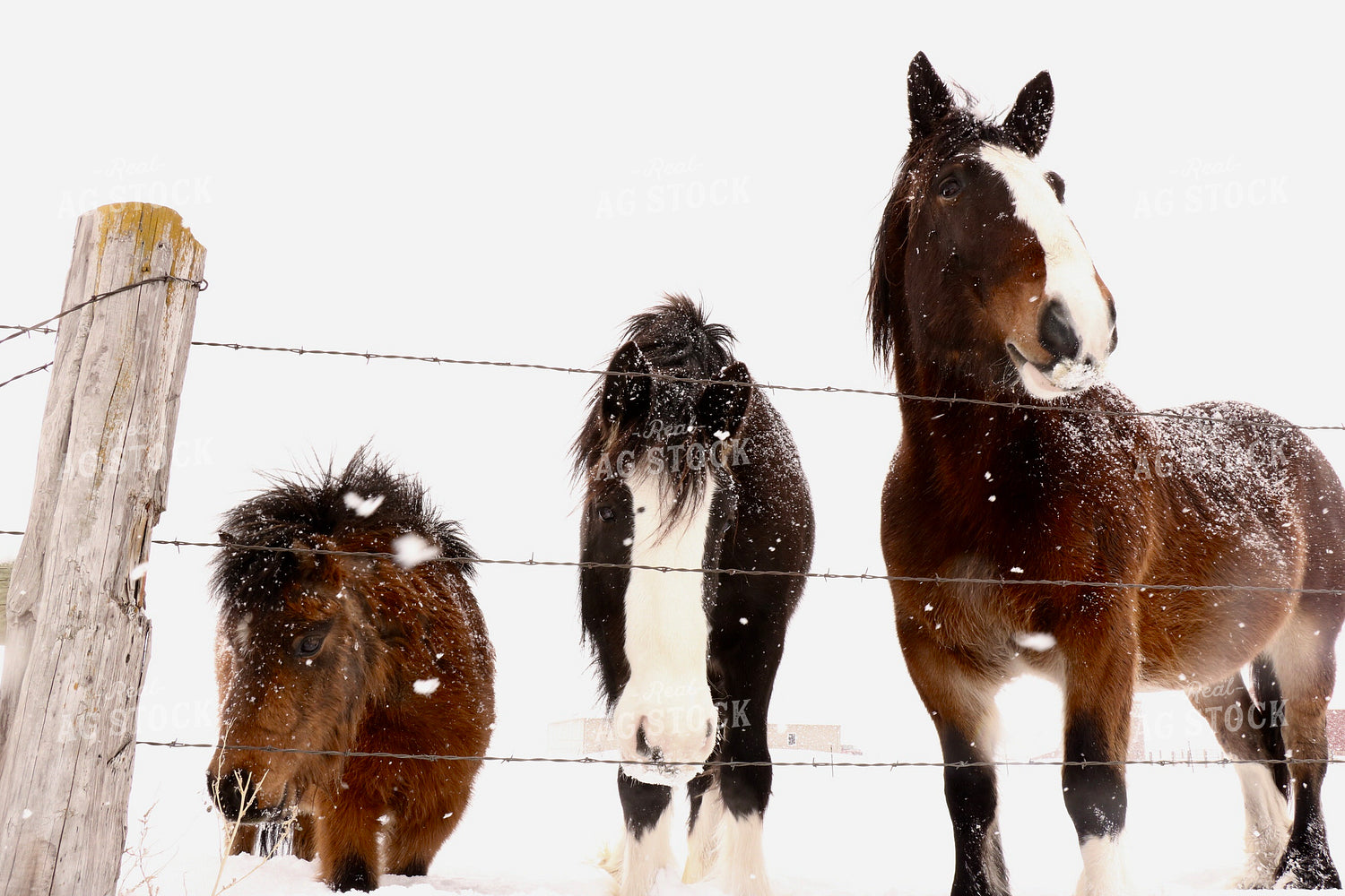 Horses in Snow 299235