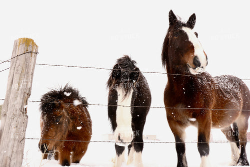 Horses in Snow 299235