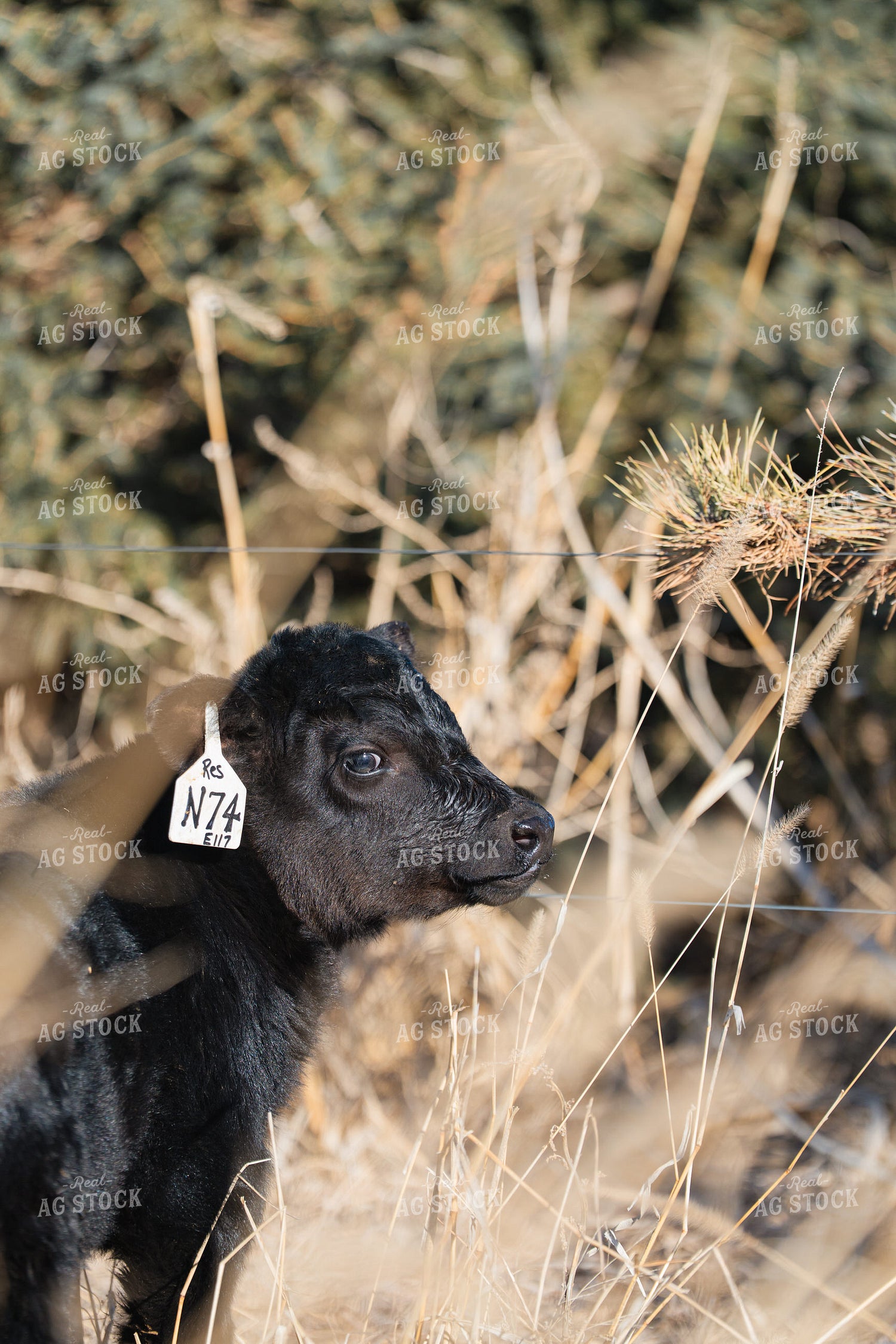 Angus Calf 68309