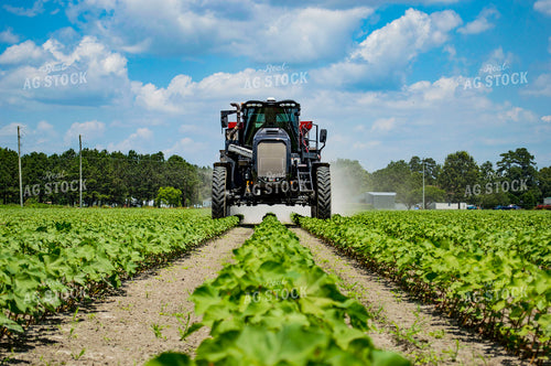 Spreading Dry Fertilizer in Cotton Field 136194