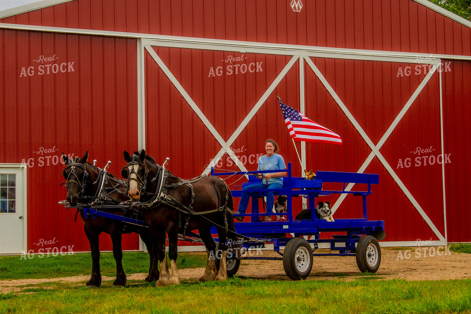 Draft Horses Pulling Wagon 299163