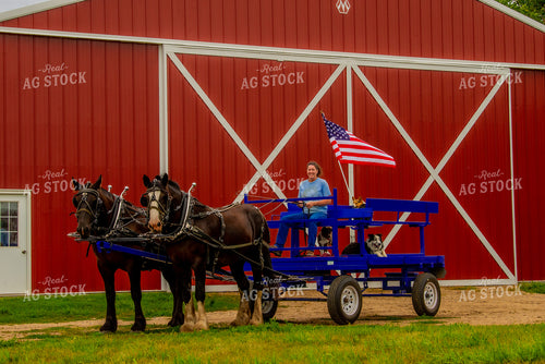 Draft Horses Pulling Wagon 299163