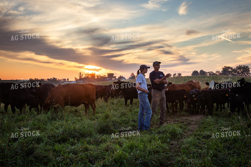 Father and Daughter Cattle Producers Checking Herd 268370