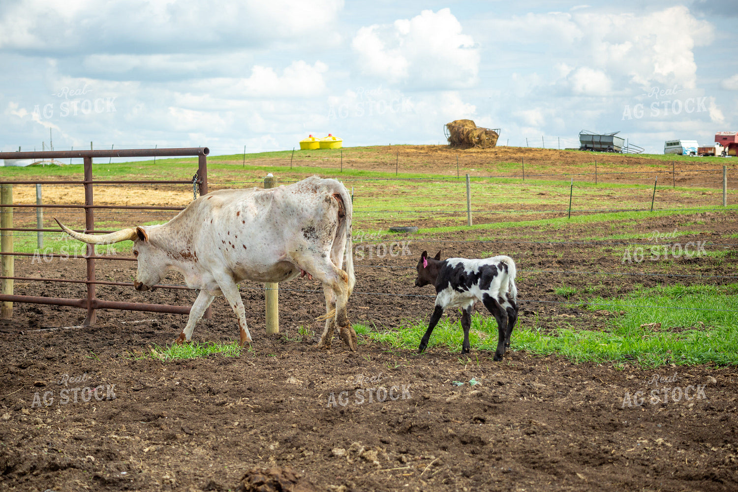 Longhorn Cow Calf Pair 155508