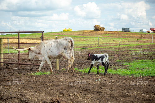 Longhorn Cow Calf Pair 155508