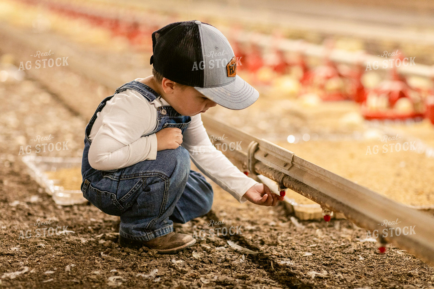 Farm Kid in Chicken Barn 280021