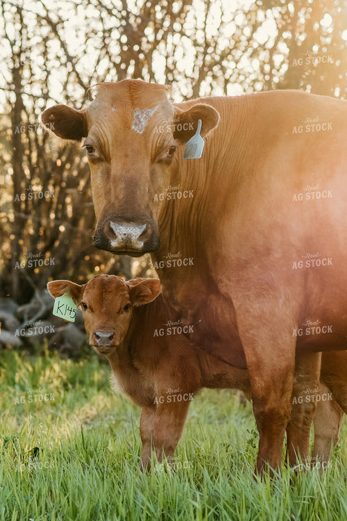 Cow and Calf in Pasture 64245
