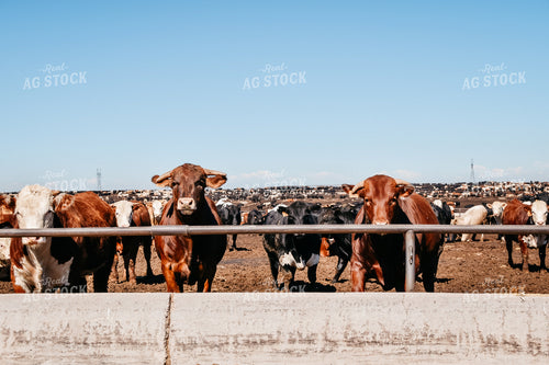 Diverse Cattle in Feedlot Pen 56457