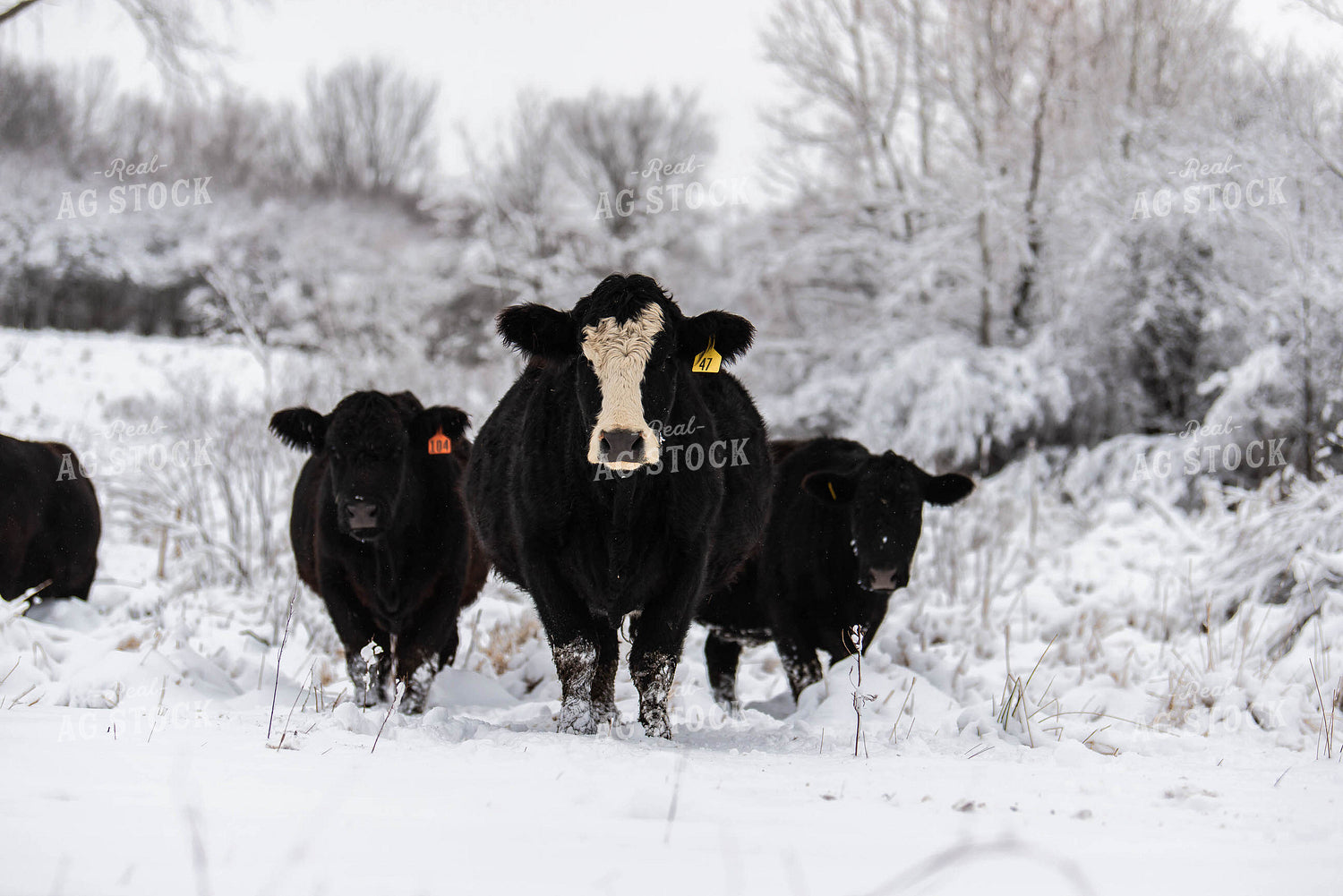 Cattle in Snowy Pasture 96003