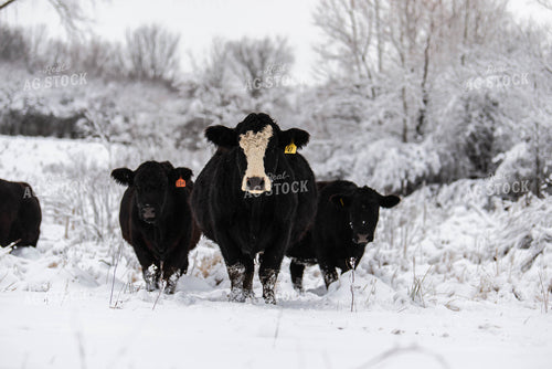 Cattle in Snowy Pasture 96003