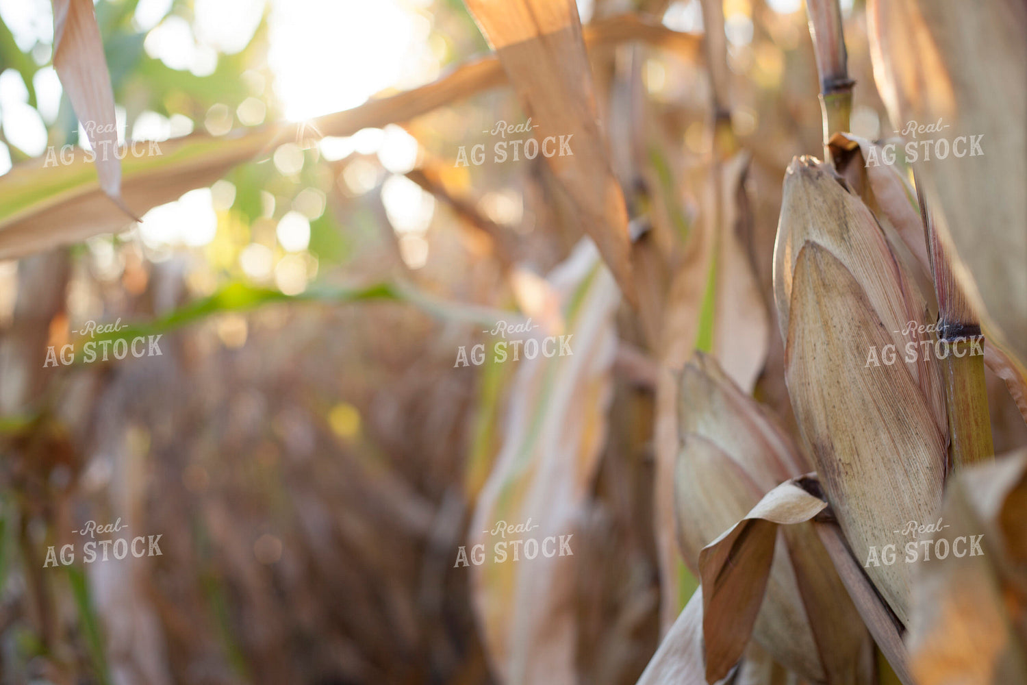 Corn - Dry 1351