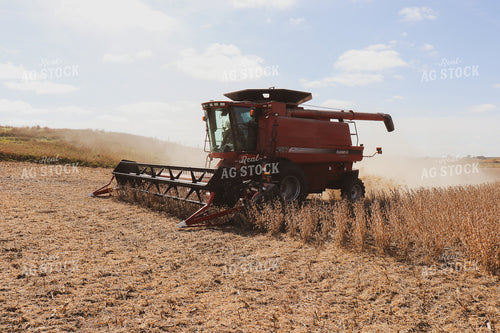 Soybean Harvest 67005