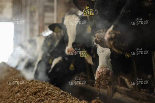 Holstein Cows Eating in Freestall Barn 152690