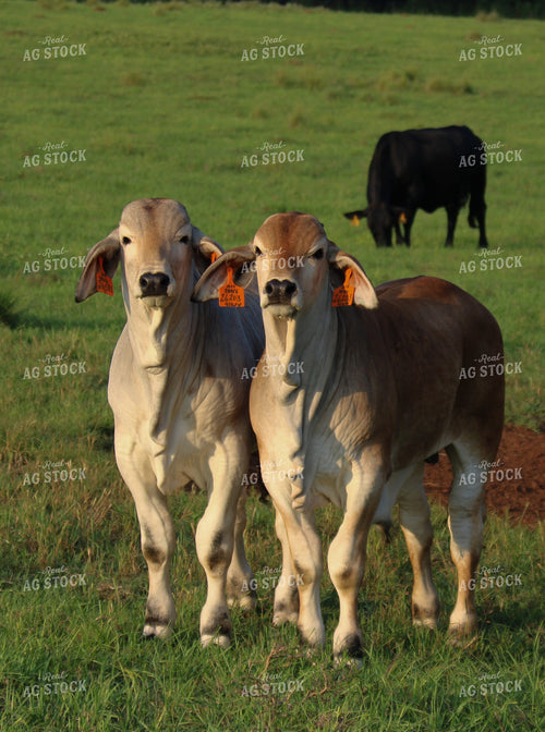 Brahman Cattle in Pasture 119000