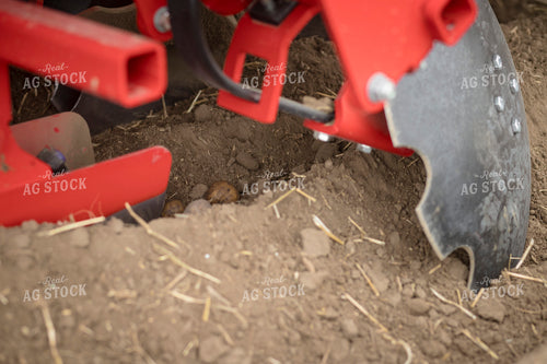 Planting Potatoes 135093