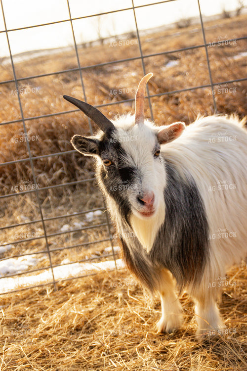 Nigerian Dwarf Goat 155156
