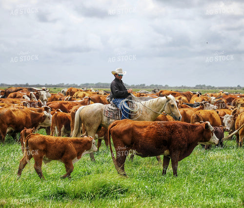 Rancher Herding Cattle on Horseback 210024